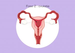 cyclus fase 2 ovulatie
